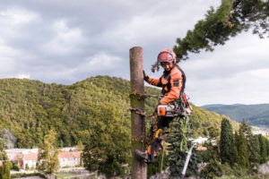 Baum fällen Baum fällen Kosten Baum fällen Genehmigung