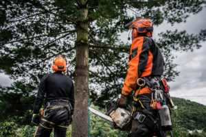 Eichenprozessionsspinner Eichenprozessionsspinner Nest Eichenprozessionsspinner Ausschlag Bamschnit Kosten Baumschnitt wann Baumschnitt Baumschnitt zeitraum