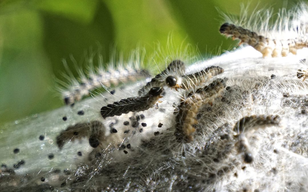 Eichenprozessionsspinner Nest Biologie und Verbreitung