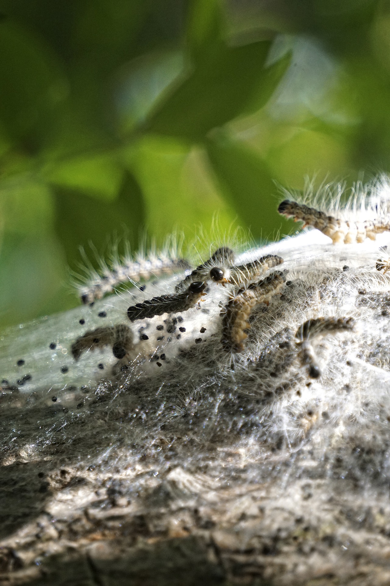 Eichenprozessionsspinner Eichenprozessionsspinner Nest Eichenprozessionspinner Ausschlag