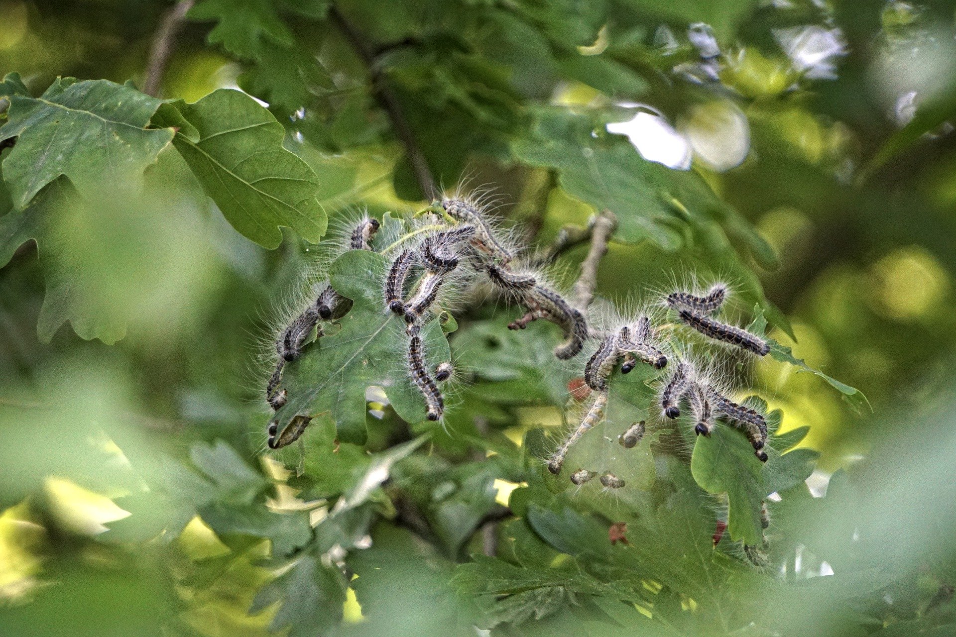 Eichenprozessionsspinner Eichenprozessionsspinner Nest Eichenprozessionspinner Ausschlag