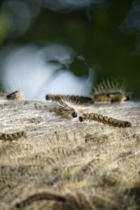 Eichenprozessionsspinner Eichenprozessionsspinner Nest Eichenprozessionspinner Ausschlag