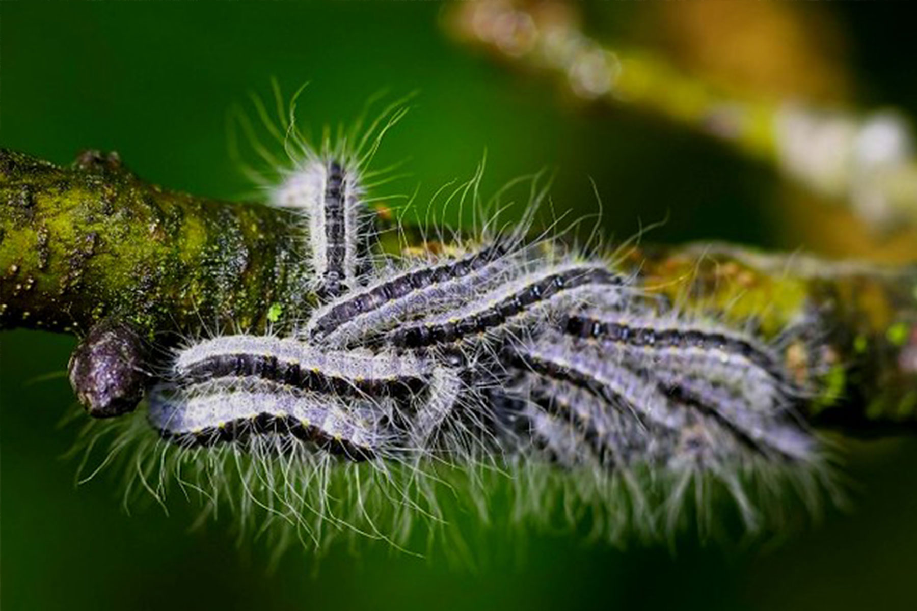 Eichenprozessionsspinner bekämpfen Eichenprozessionsspinner Ausschlag Eichenprozessionsspinner Nest