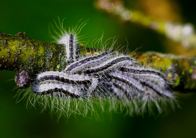 Eichenprozessionsspinner Nest – Der Eichenprozessionsspinner