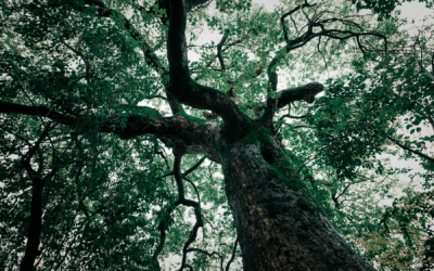 Baum fällen Kosten – Gründe dafür und dagegen