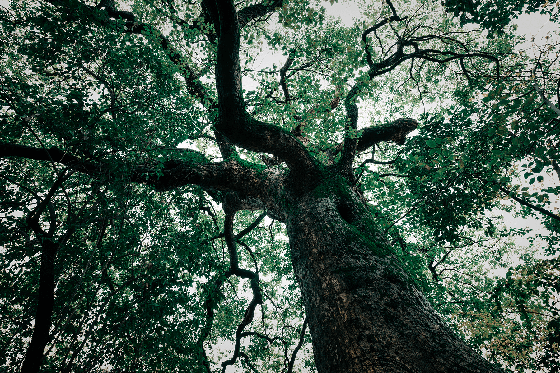 Baum faellen Baum beschneiden Baumbeschnitt