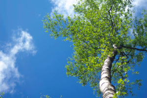 Baumschnitt Kosten Baumschnitt wann Baumschnitt zeitraum