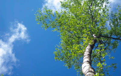 Baum fällen Kosten – Baumschutz oder mehr?