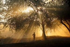 Baum fällen Baum beschneiden Baumschnitt Baum fällen Genehmigung