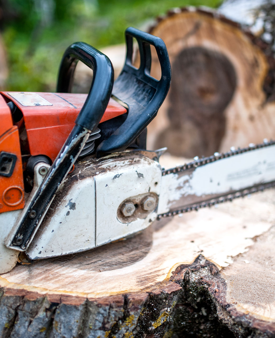 Baumbeschnitt Baumschnitt Baum fällen Kosten