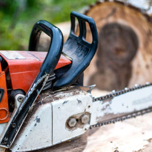 Kletter Services Baumbeschnitt Baum fällen Kosten Baum fällen Genehmigung