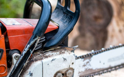 Baum fällen Kosten – Antrag stellen