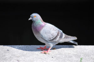 Taubenabwehr Taubenabwehr Kosten